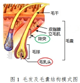 半导体激光脱毛机注册技术审查指导原则（2020年第15号）(图1)